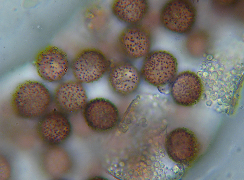 Physarum conglomeratum